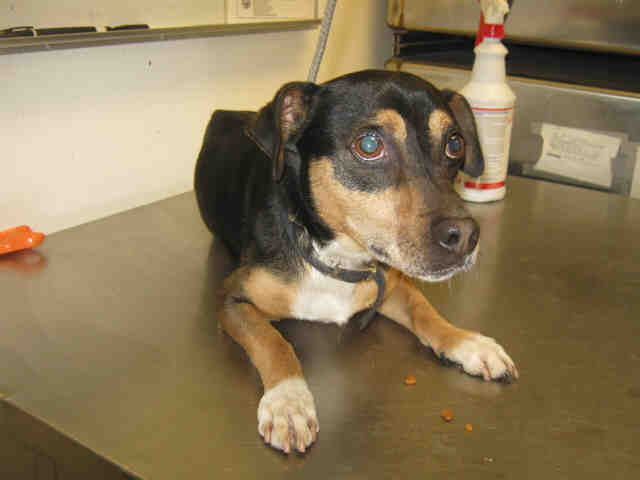 lucky 488877 male smooth-coated chi mix 5 years