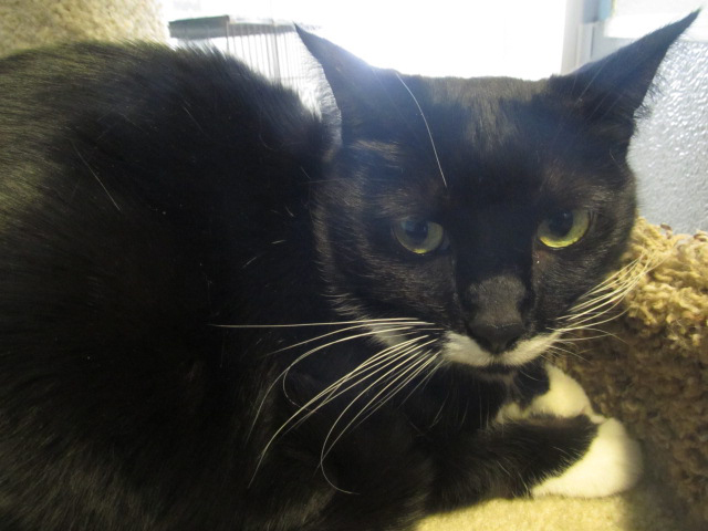 polo 13-02053 10-year-old female tux