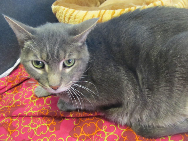 spotty 13-02052 10-year-old male dsh