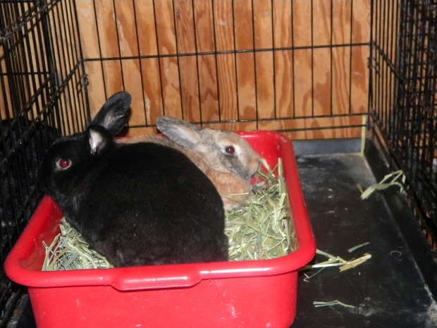 boots and pb cup 620x465