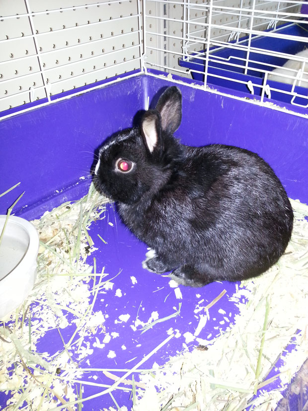 dwarf