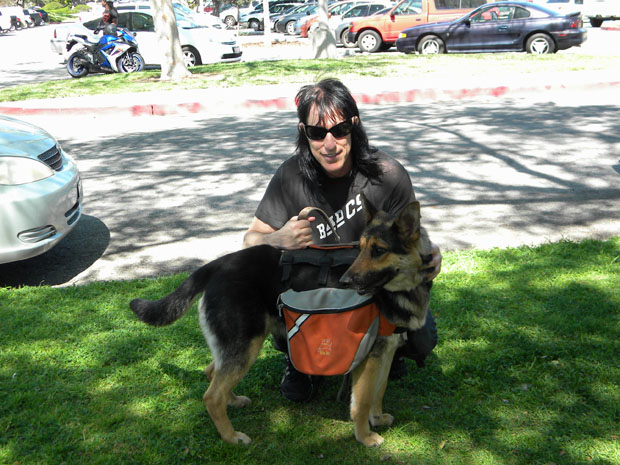 willow shepherd rescue