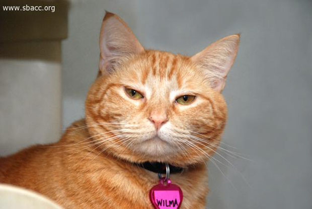 wilma