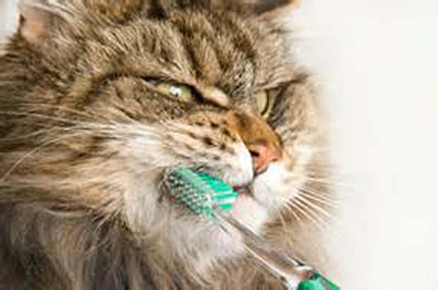 cat brushing teethpetcare