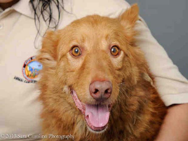 nova scotia red and white duck trolling retriever
