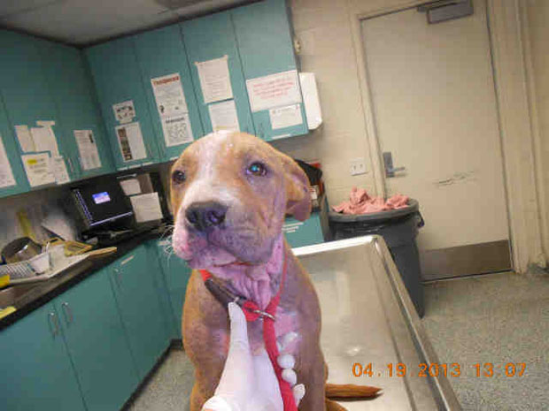 pittie1493495