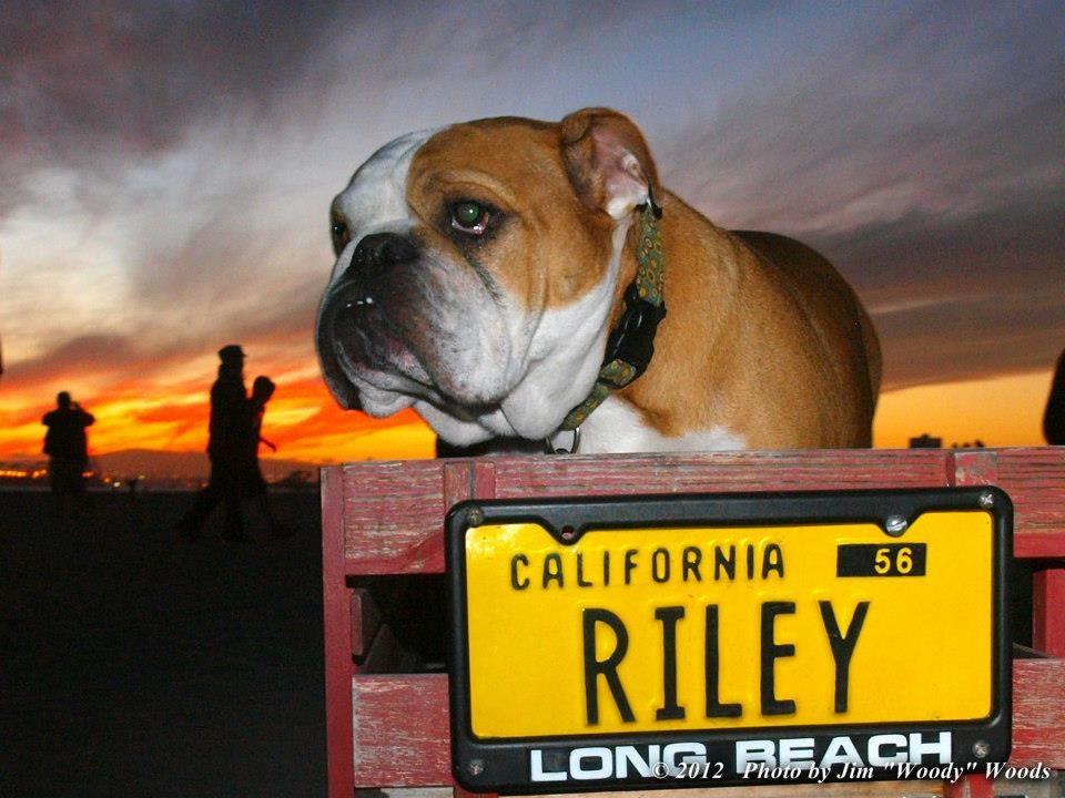 rileythebulldog