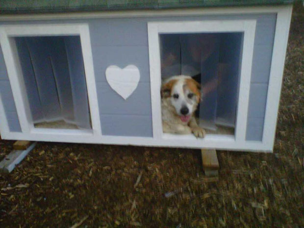 bob doghouse2