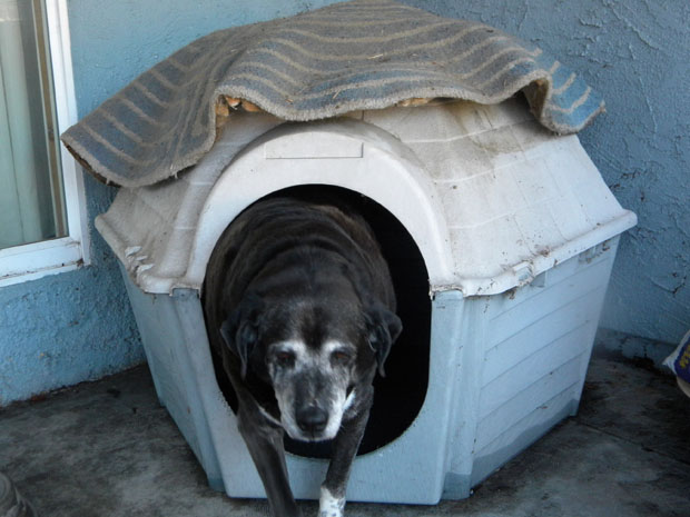 buddy in his house
