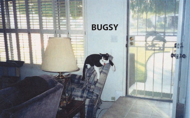 bugsythecatneedshome