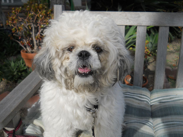 found dog