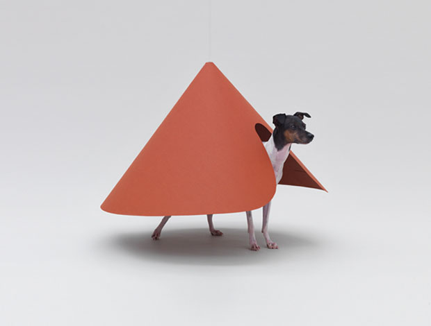 hara-design-institute haruka misawa japanese terrier