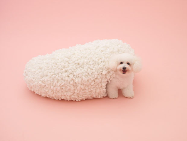 kazuyo-sejima bichon frise