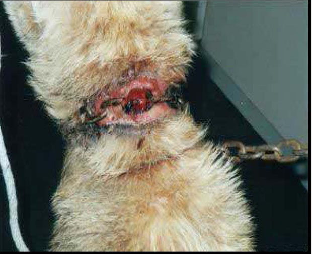 neglect    collar on wrong