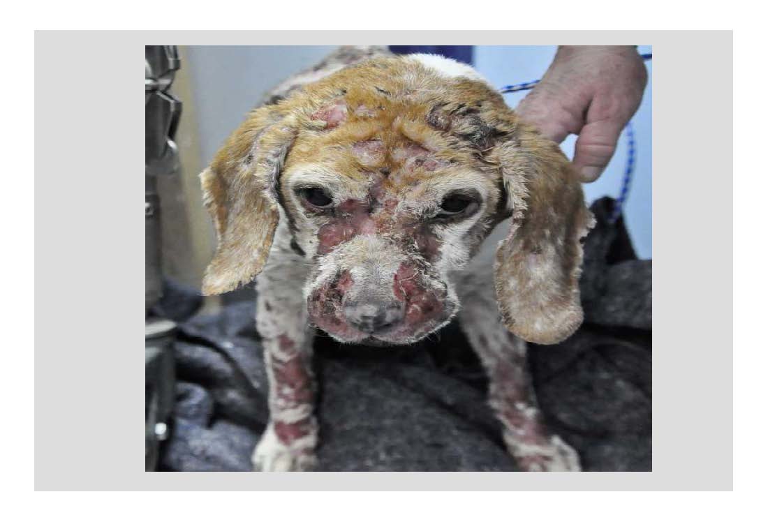 neglected puppy