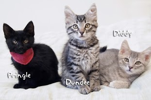 5681 pringle diddy dundee t