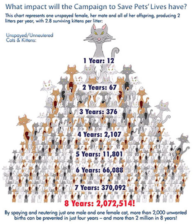 cat-chart