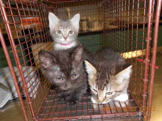 litter july 3 pets of the week