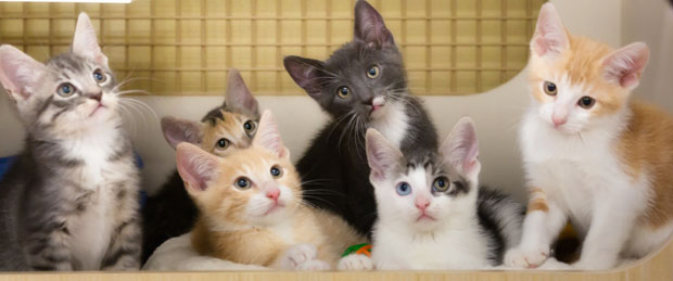 suitcasekittens-1cat paws