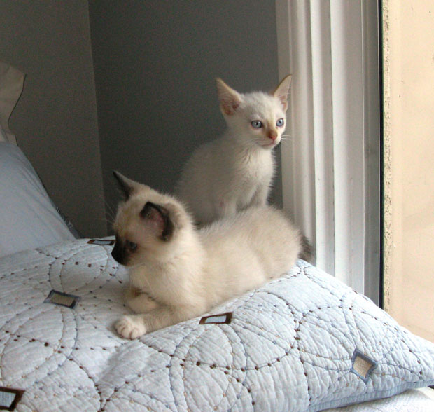 white and siamese
