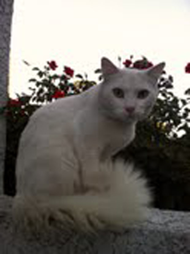 Brandys orange outdoor cat