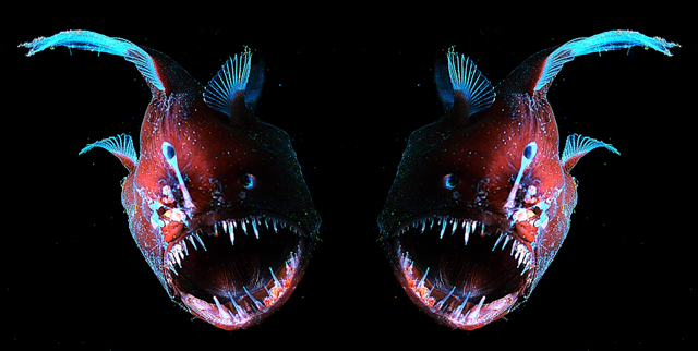 One Fish Two Fish Red Fish Blue Fish - sm