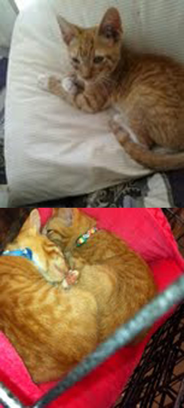 orange kittens