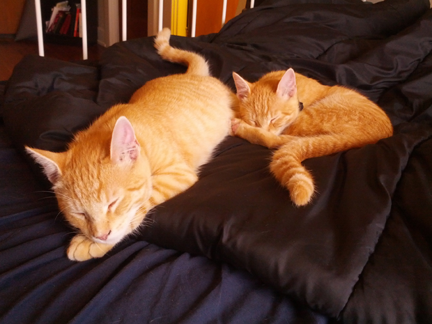 Asleep on the bed