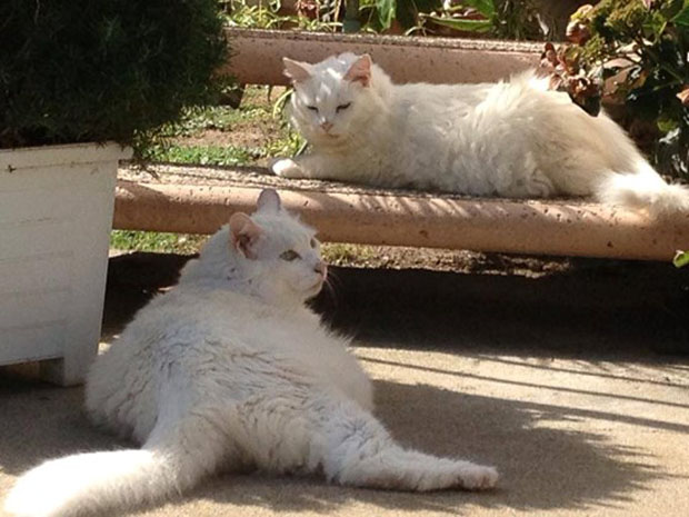 Duke and Duchess