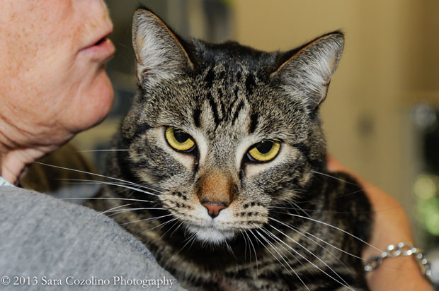 StevieSept. 4 Pet of the Week