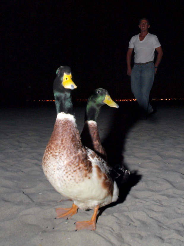 A guy and his ducks