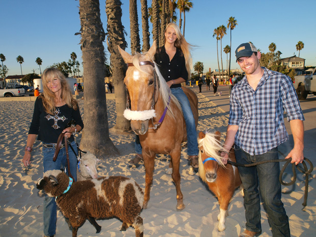 HOrses and sheep