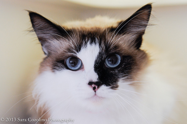 Moxie Oct. 16 Pet of the Week
