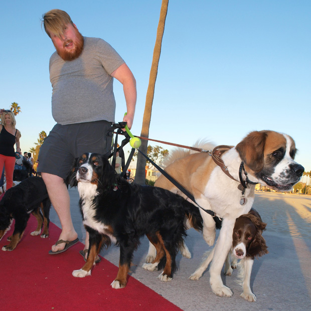 St. Bernards