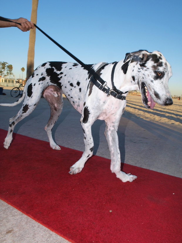 great Dane