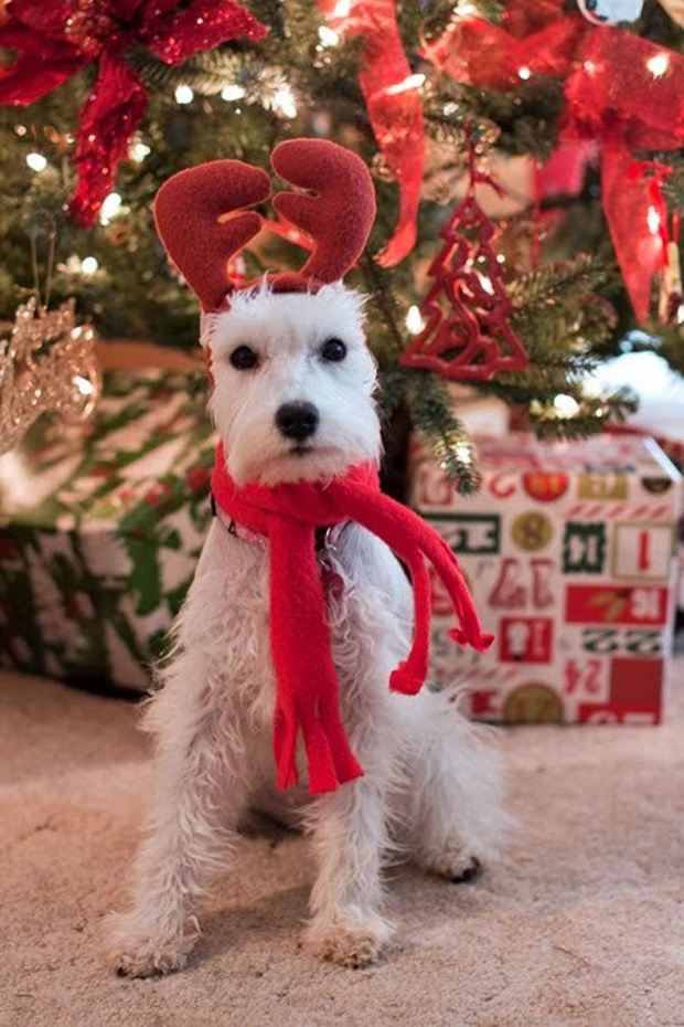Christmas Dog
