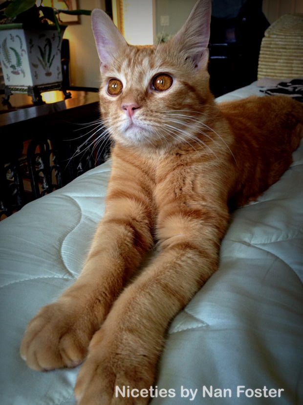 Charlie on the bed
