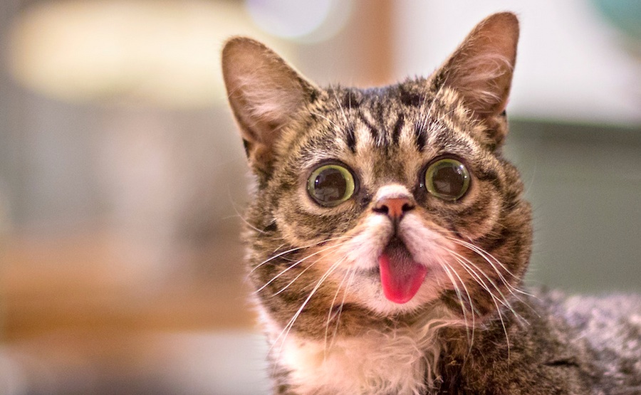 LilBub