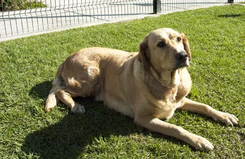 rescuedRVfiredog