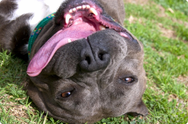 Poppy the pit bull