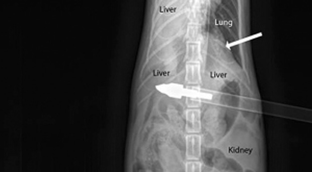 cat-shot-arrow-xray