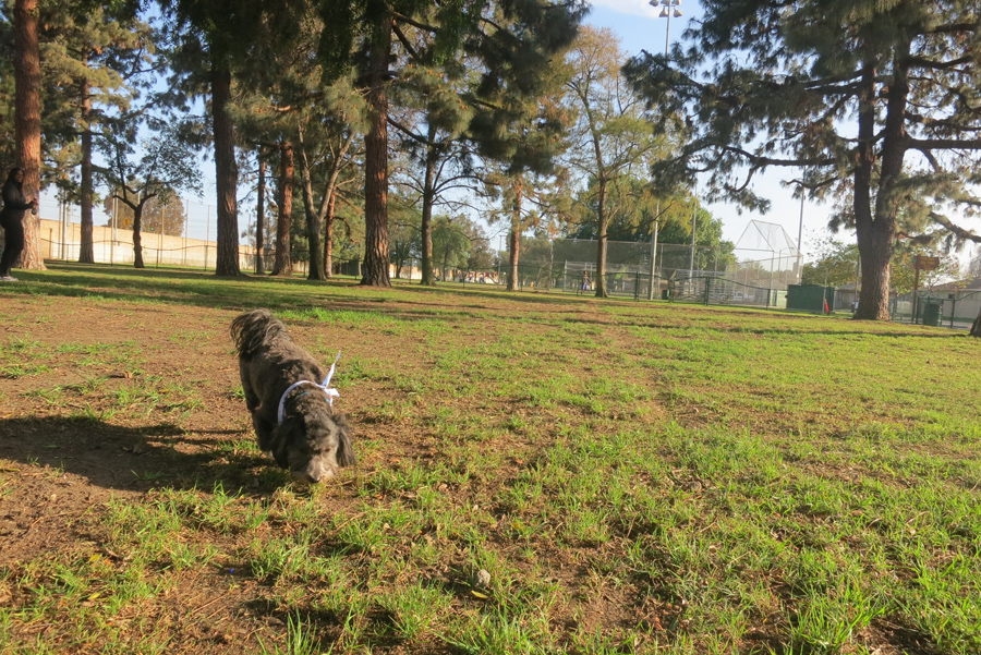 coolidgedogpark1