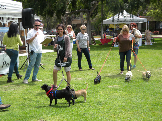 Pet Parade