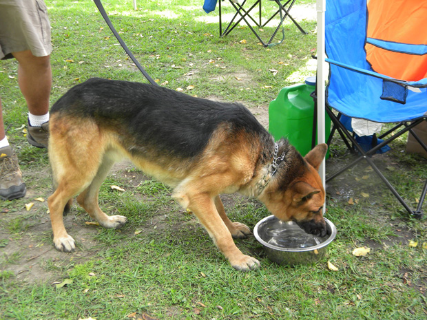 Shepherd REscue