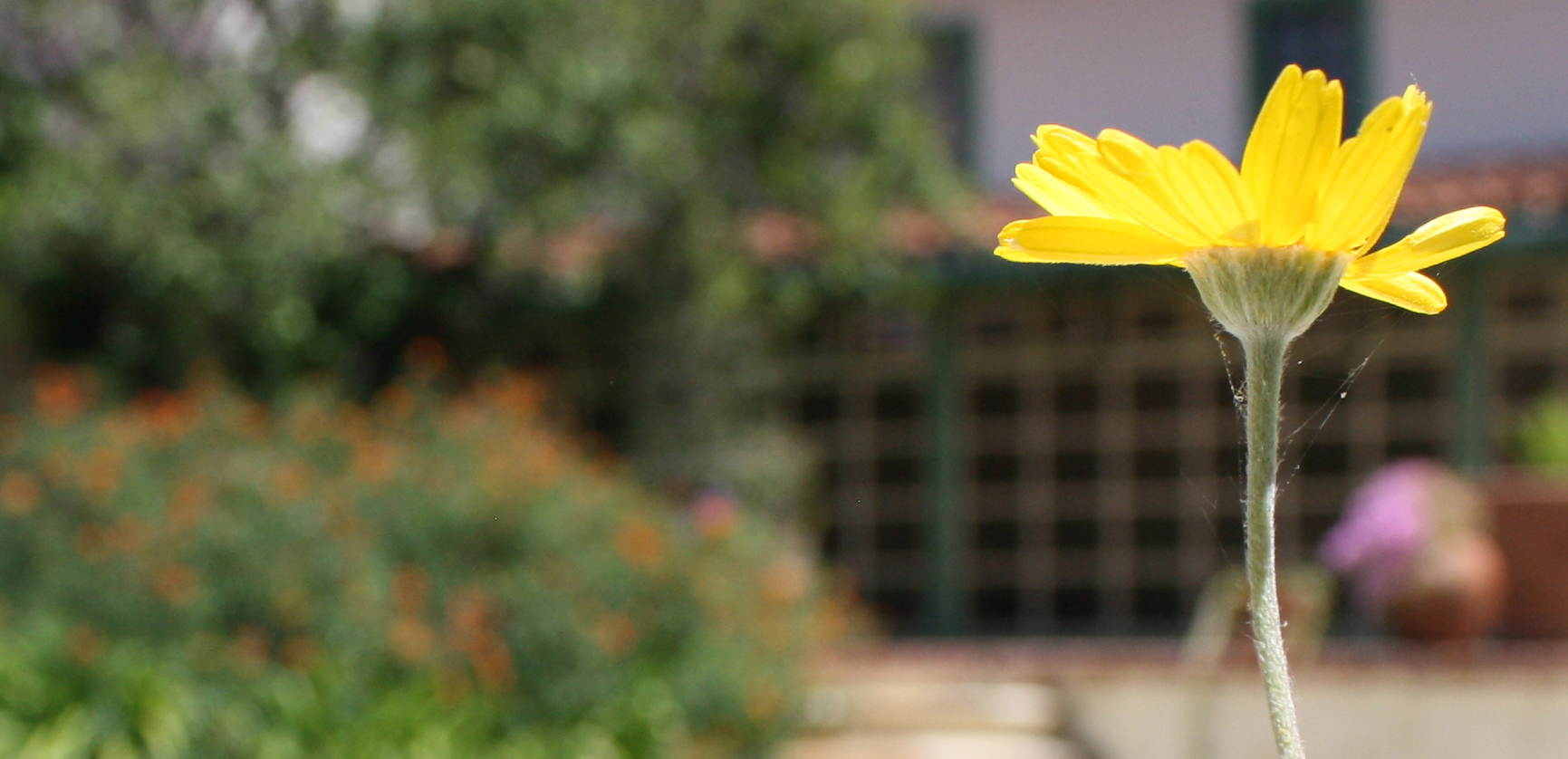 050614-Flower