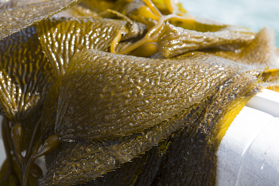 KelpWatch2014