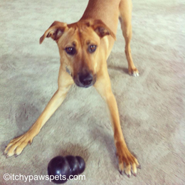 Play bow positionitchy paws