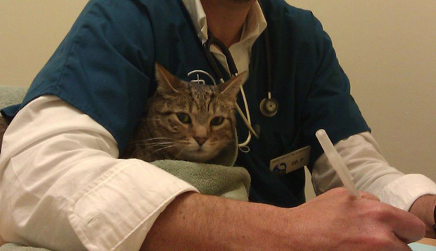 catdoctorhomepage