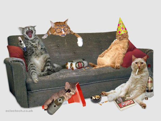 drunk cats