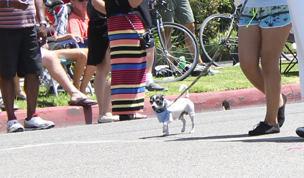 joyful-paws-dog-lbpride-2014